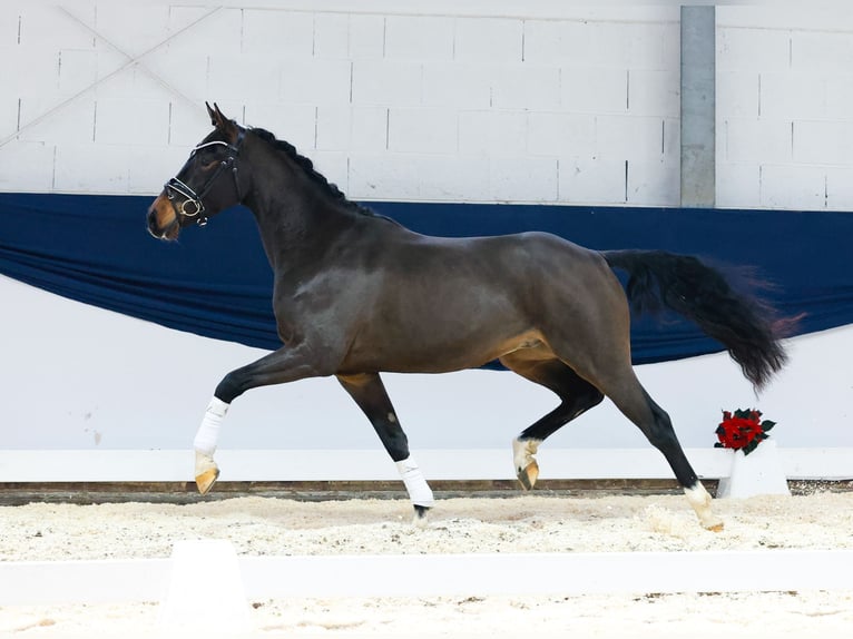 Deutsches Reitpony Wallach 3 Jahre 154 cm Brauner in Marsberg