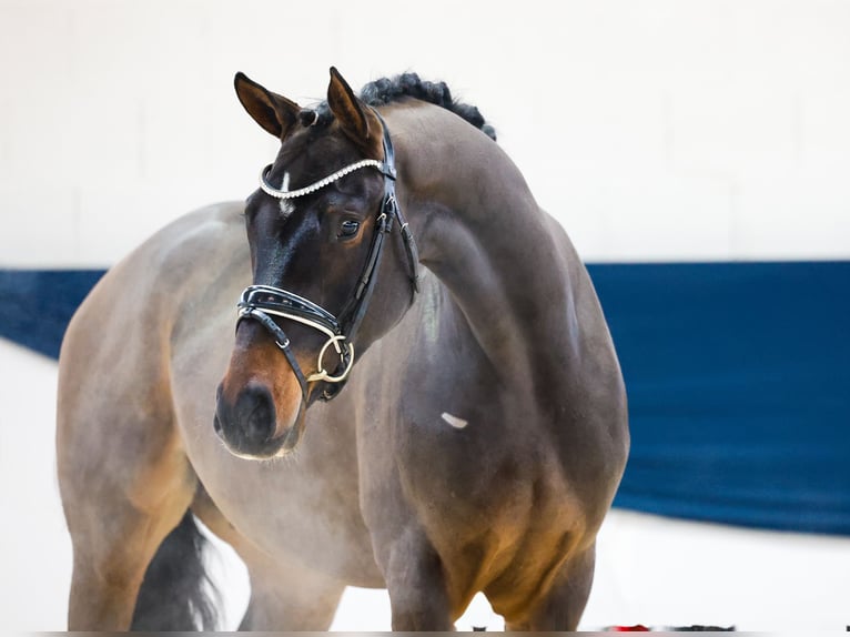 Deutsches Reitpony Wallach 3 Jahre 154 cm Brauner in Marsberg