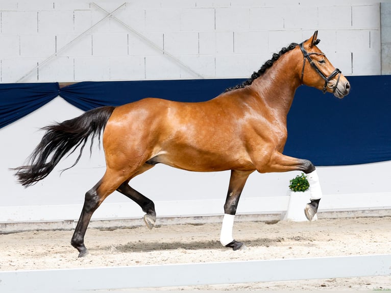 Deutsches Reitpony Wallach 3 Jahre 154 cm Brauner in Marsberg