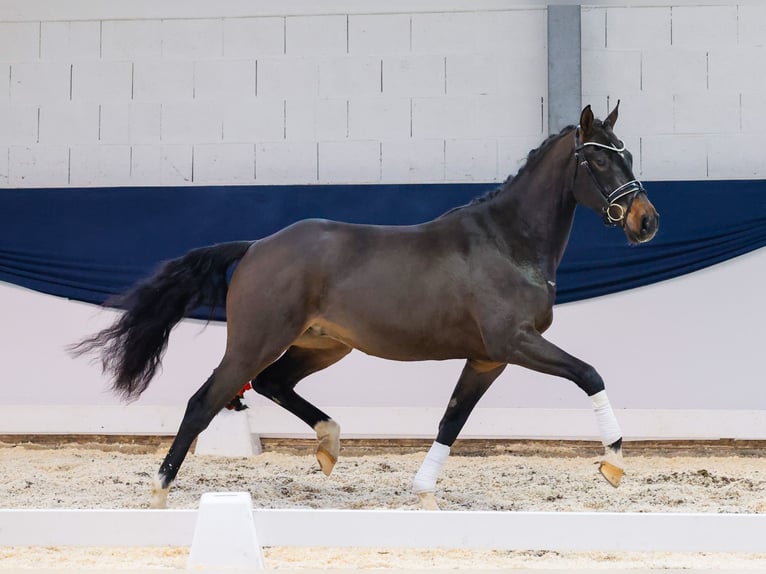 Deutsches Reitpony Wallach 3 Jahre 154 cm Brauner in Marsberg