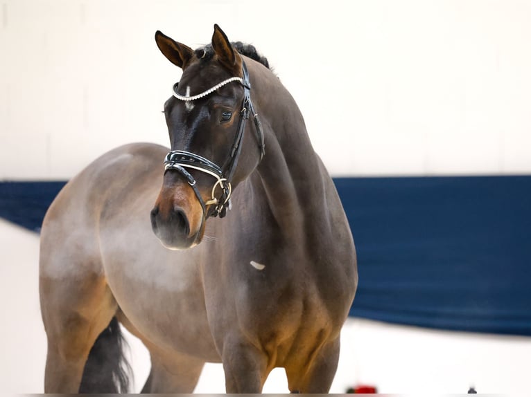 Deutsches Reitpony Wallach 3 Jahre 154 cm Brauner in Marsberg