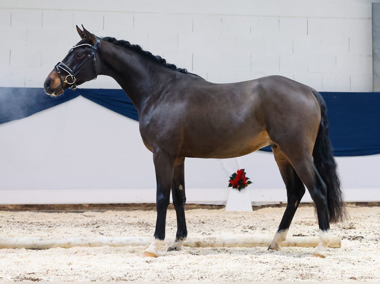 Deutsches Reitpony Wallach 3 Jahre 154 cm Brauner in Marsberg