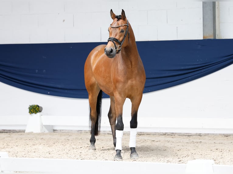 Deutsches Reitpony Wallach 3 Jahre 154 cm Brauner in Marsberg