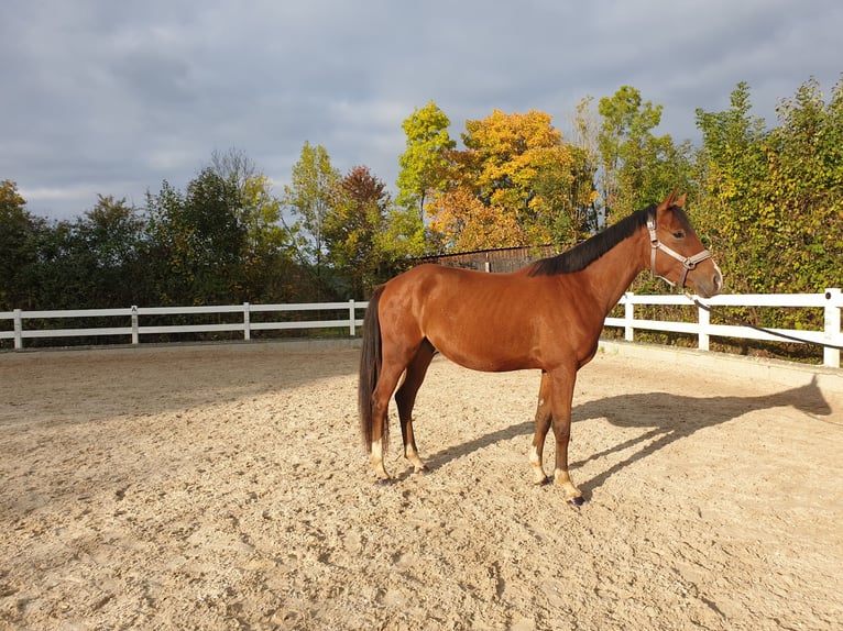 Deutsches Reitpony Wallach 3 Jahre 154 cm Brauner in Waldenbuch