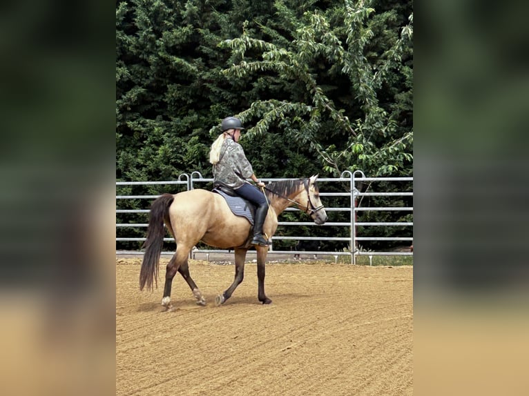 Deutsches Reitpony Wallach 3 Jahre 154 cm Buckskin in Könnern