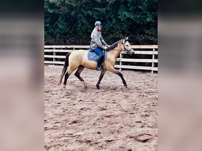 Deutsches Reitpony Wallach 3 Jahre 154 cm Buckskin in Könnern
