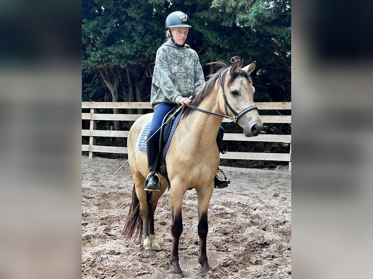 Deutsches Reitpony Wallach 3 Jahre 154 cm Buckskin in Könnern
