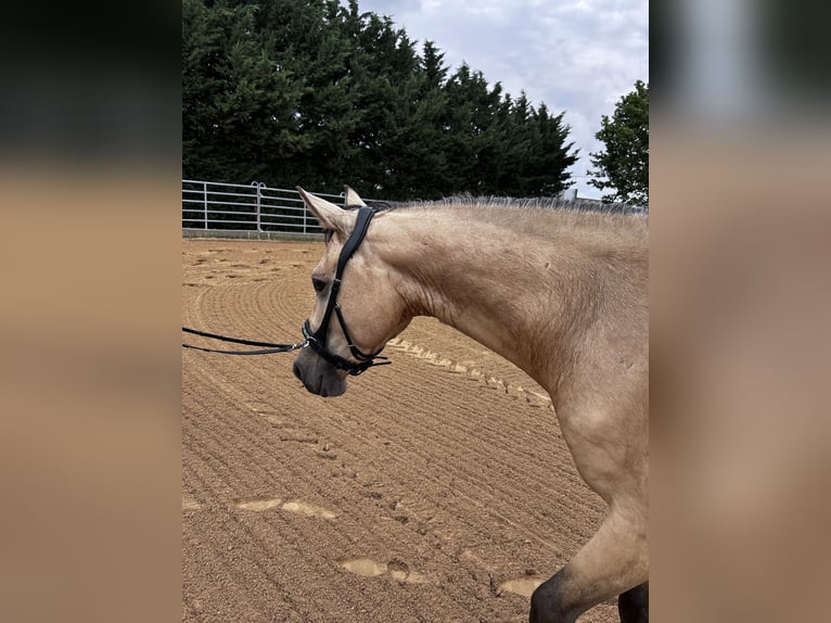 Deutsches Reitpony Wallach 3 Jahre 154 cm Buckskin in Könnern