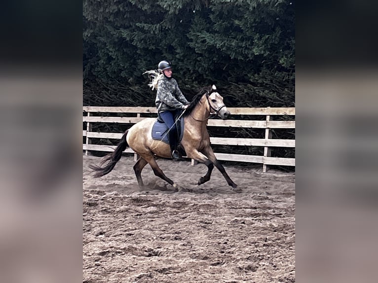 Deutsches Reitpony Wallach 3 Jahre 154 cm Buckskin in Könnern