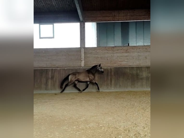 Deutsches Reitpony Wallach 3 Jahre 154 cm Buckskin in Grubenhagen