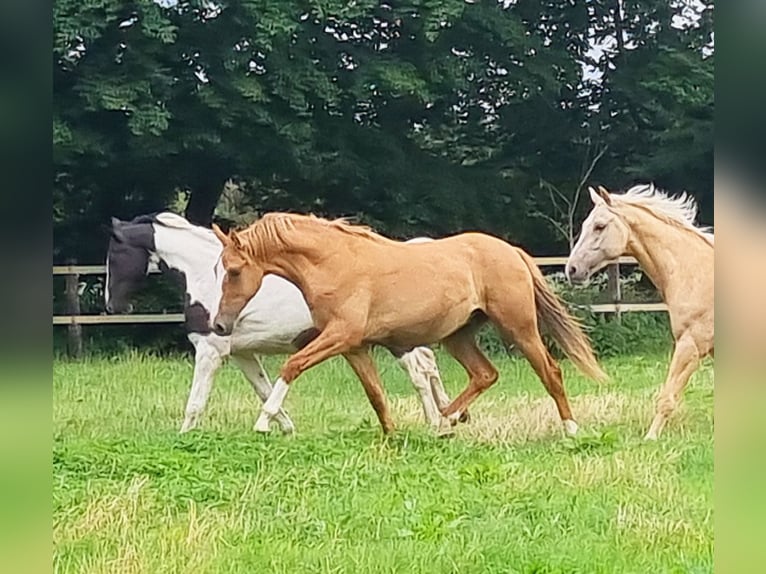 Deutsches Reitpony Wallach 3 Jahre 154 cm Falbe in Stuhr