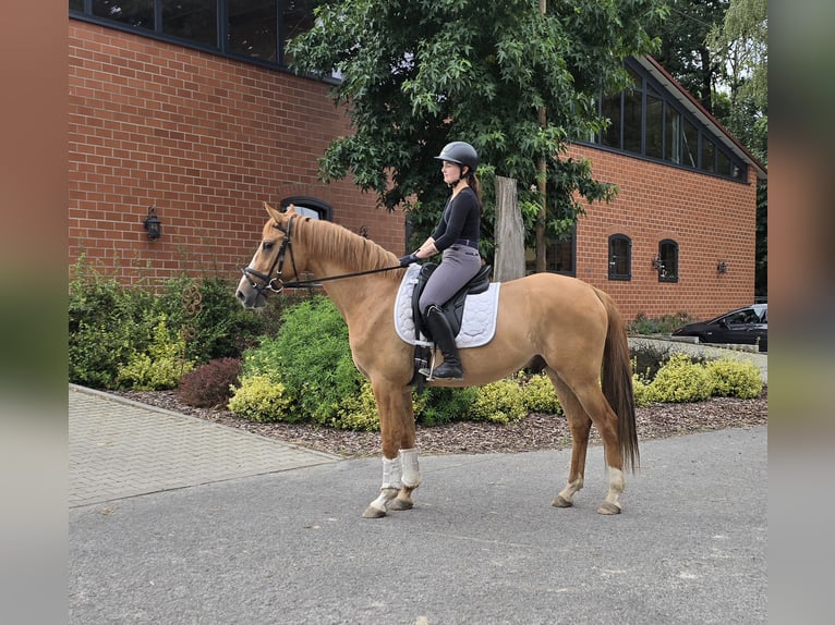 Deutsches Reitpony Wallach 3 Jahre 154 cm Falbe in Stuhr