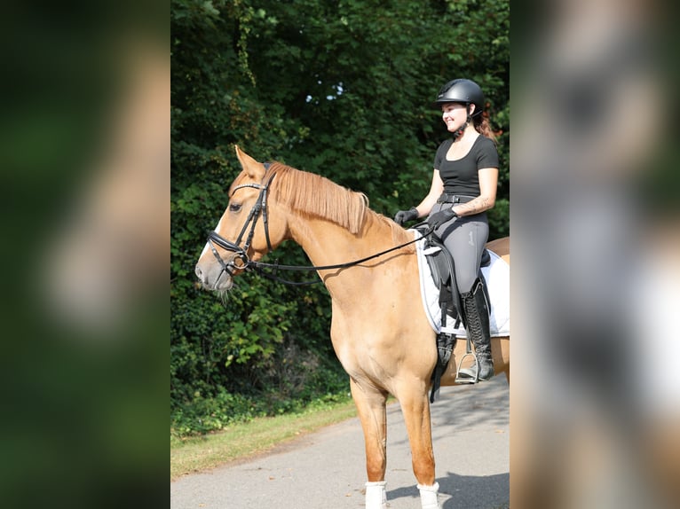 Deutsches Reitpony Wallach 3 Jahre 154 cm Falbe in Stuhr