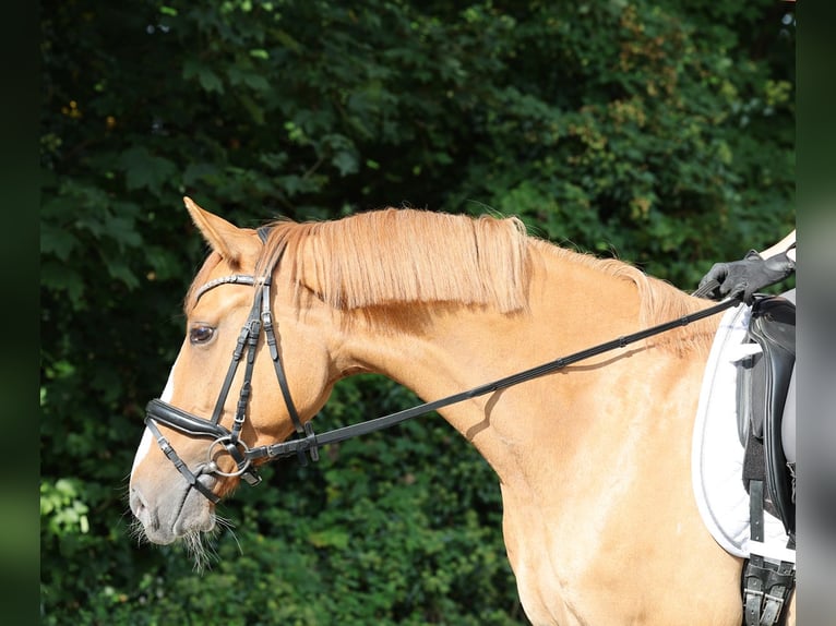 Deutsches Reitpony Wallach 3 Jahre 154 cm Falbe in Stuhr