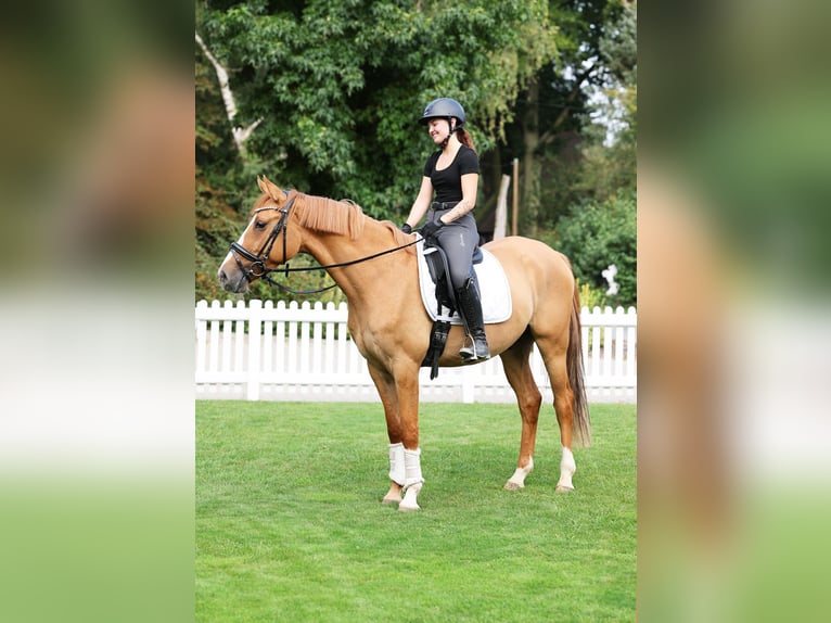 Deutsches Reitpony Wallach 3 Jahre 154 cm Falbe in Stuhr