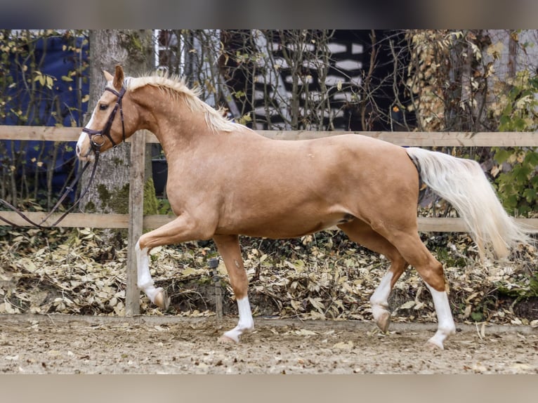 Deutsches Reitpony Wallach 3 Jahre 154 cm Palomino in Borgentreich