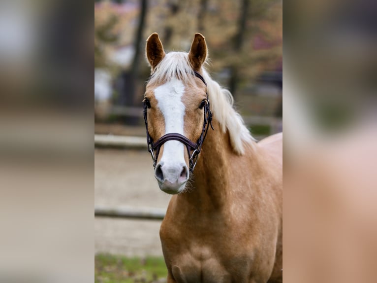 Deutsches Reitpony Wallach 3 Jahre 154 cm Palomino in Borgentreich