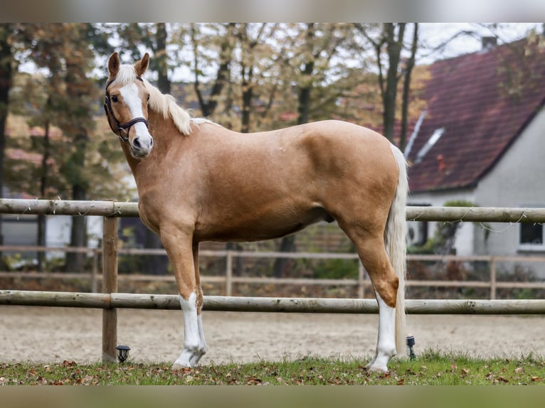 Deutsches Reitpony Wallach 3 Jahre 154 cm Palomino in Borgentreich