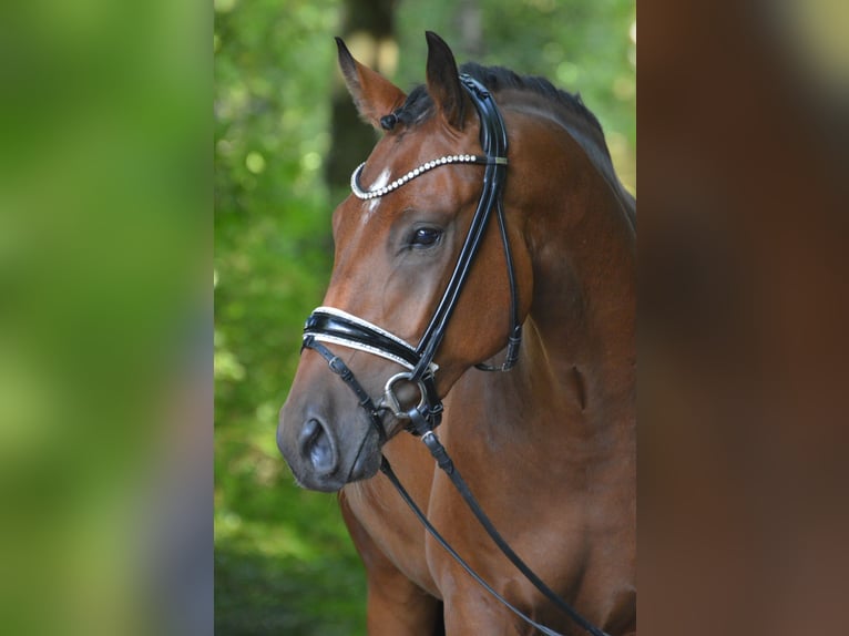 Deutsches Reitpony Wallach 3 Jahre 155 cm Brauner in L&#xFC;rschau