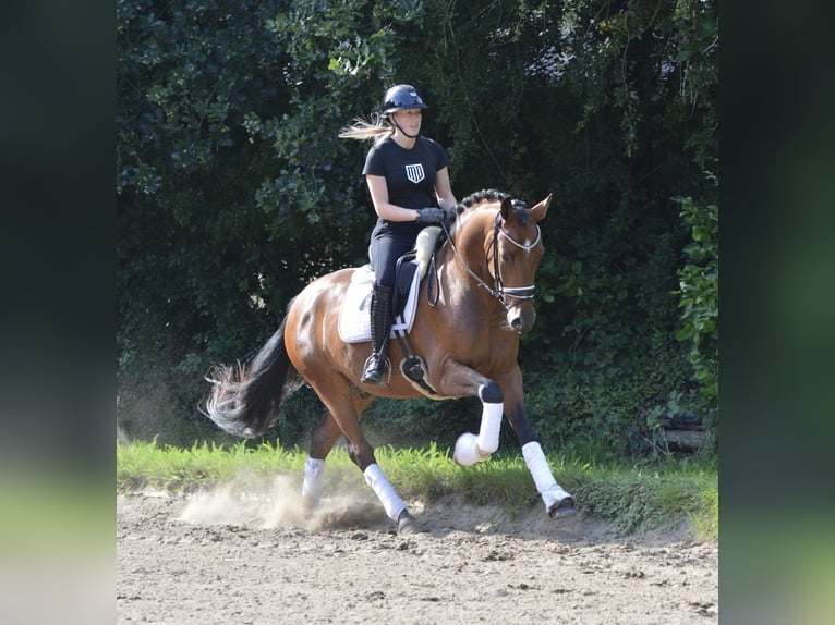 Deutsches Reitpony Wallach 3 Jahre 155 cm Brauner in L&#xFC;rschau