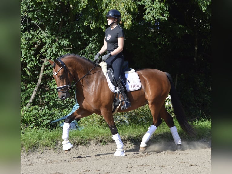 Deutsches Reitpony Wallach 3 Jahre 155 cm Brauner in L&#xFC;rschau