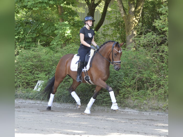 Deutsches Reitpony Wallach 3 Jahre 155 cm Brauner in L&#xFC;rschau