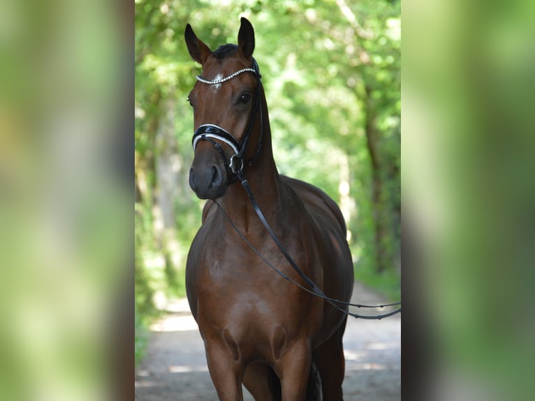 Deutsches Reitpony Wallach 3 Jahre 155 cm Brauner in L&#xFC;rschau