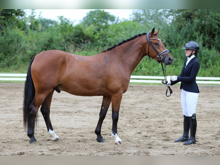 Deutsches Reitpony Wallach 3 Jahre 155 cm Brauner in L&#xFC;rschau