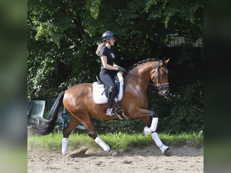 Deutsches Reitpony Wallach 3 Jahre 155 cm Brauner in L&#xFC;rschau