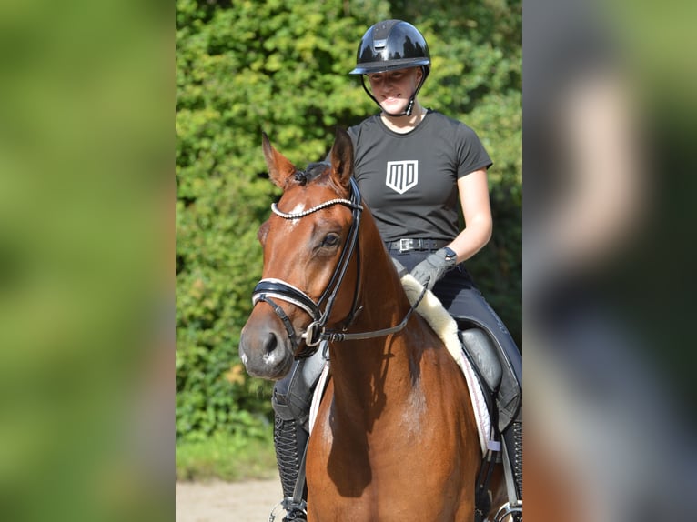 Deutsches Reitpony Wallach 3 Jahre 155 cm Brauner in L&#xFC;rschau