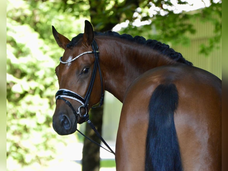 Deutsches Reitpony Wallach 3 Jahre 155 cm Brauner in L&#xFC;rschau