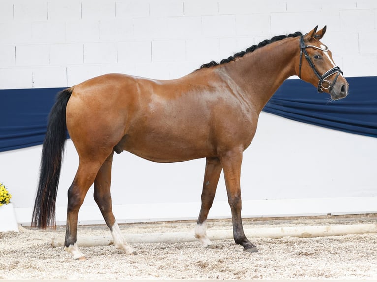 Deutsches Reitpony Wallach 3 Jahre 155 cm Brauner in Marsberg