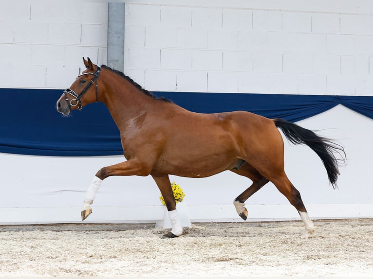 Deutsches Reitpony Wallach 3 Jahre 155 cm Brauner in Marsberg