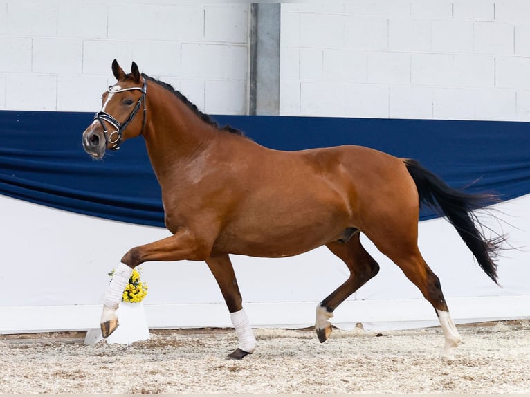 Deutsches Reitpony Wallach 3 Jahre 155 cm Brauner in Marsberg