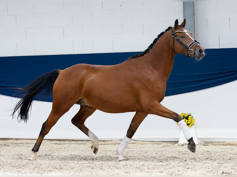 Deutsches Reitpony Wallach 3 Jahre 155 cm Brauner in Marsberg