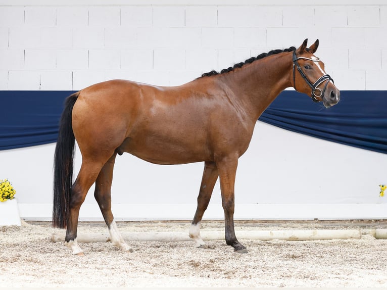Deutsches Reitpony Wallach 3 Jahre 155 cm Brauner in Marsberg
