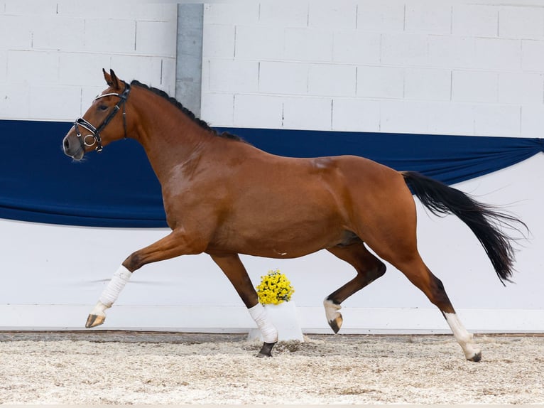 Deutsches Reitpony Wallach 3 Jahre 155 cm Brauner in Marsberg