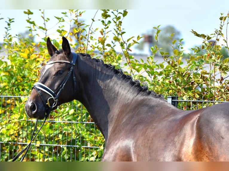 Deutsches Reitpony Wallach 3 Jahre 155 cm Dunkelbrauner in Klötze