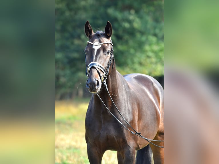 Deutsches Reitpony Wallach 3 Jahre 155 cm Dunkelbrauner in Klötze