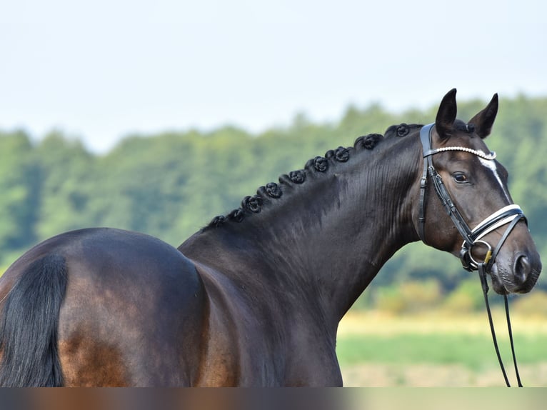 Deutsches Reitpony Wallach 3 Jahre 155 cm Dunkelbrauner in Klötze