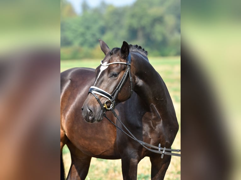 Deutsches Reitpony Wallach 3 Jahre 155 cm Dunkelbrauner in Klötze