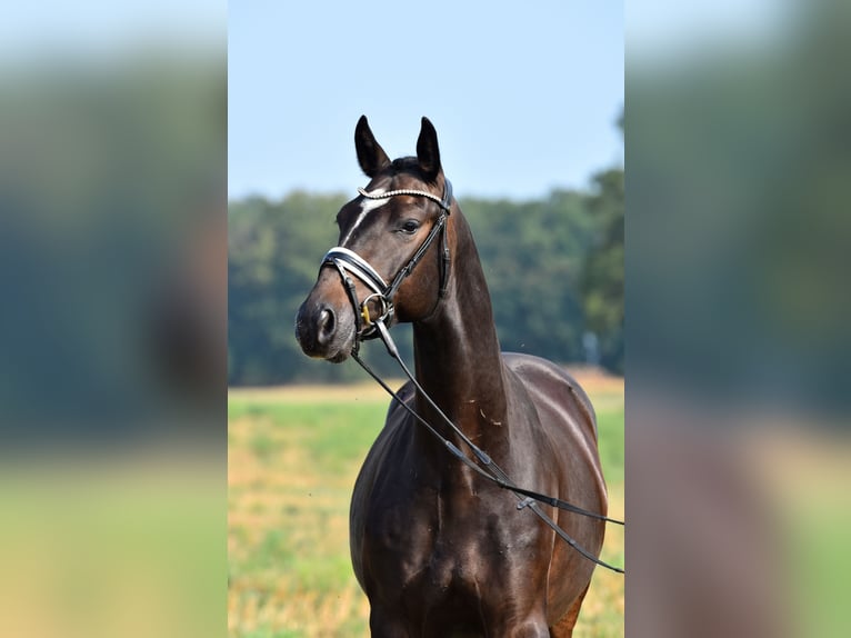 Deutsches Reitpony Wallach 3 Jahre 155 cm Dunkelbrauner in Klötze