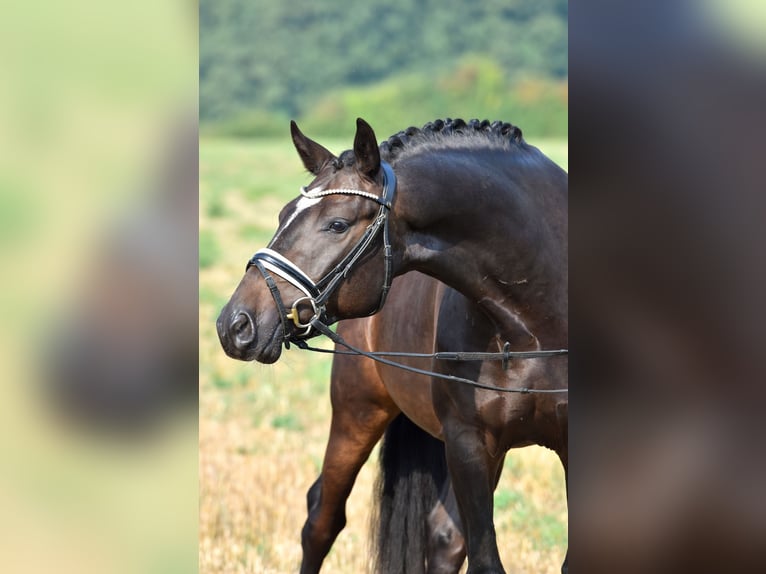 Deutsches Reitpony Wallach 3 Jahre 155 cm Dunkelbrauner in Klötze