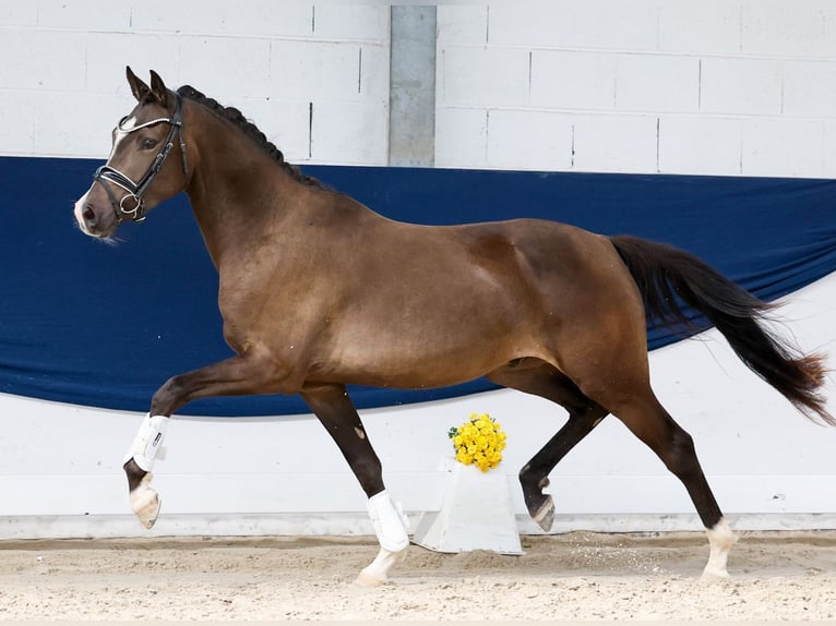 Deutsches Reitpony Wallach 3 Jahre 155 cm Falbe in Marsberg