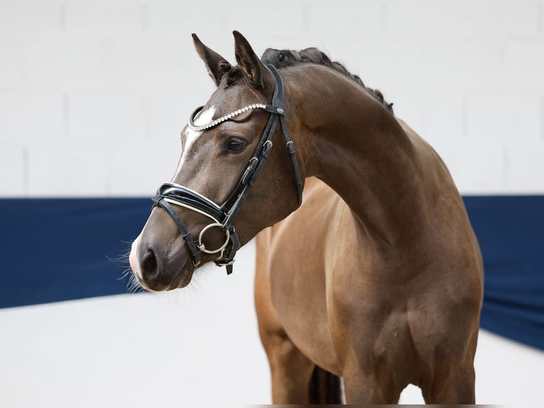 Deutsches Reitpony Wallach 3 Jahre 155 cm Falbe in Marsberg