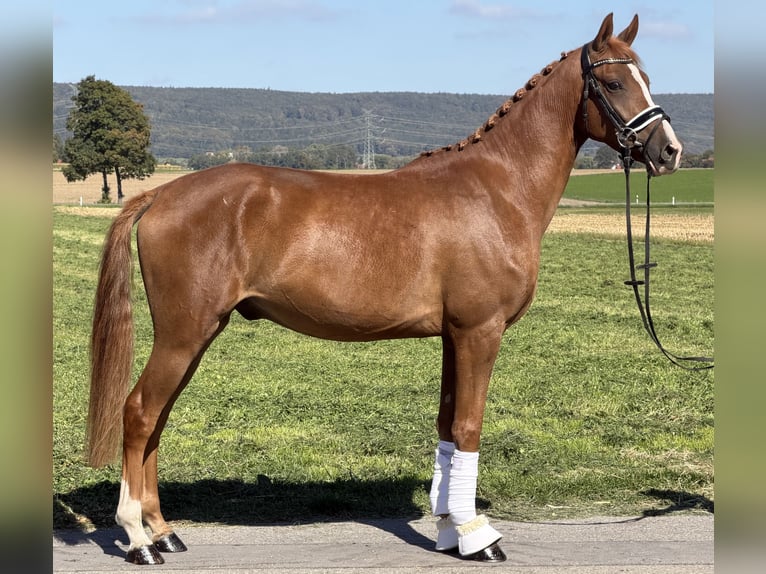 Deutsches Reitpony Wallach 3 Jahre 155 cm Fuchs in Riedlingen