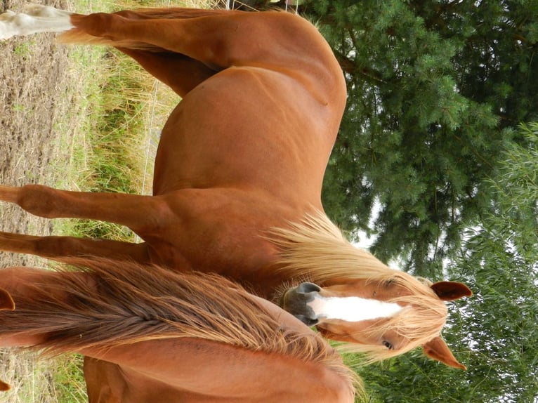 Deutsches Reitpony Mix Wallach 3 Jahre 157 cm Kann Schimmel werden in Neustadt/Dosse
