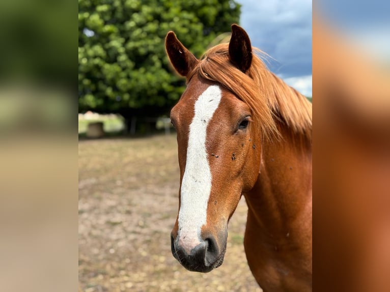 Deutsches Reitpony Mix Wallach 3 Jahre 157 cm Kann Schimmel werden in Neustadt/Dosse