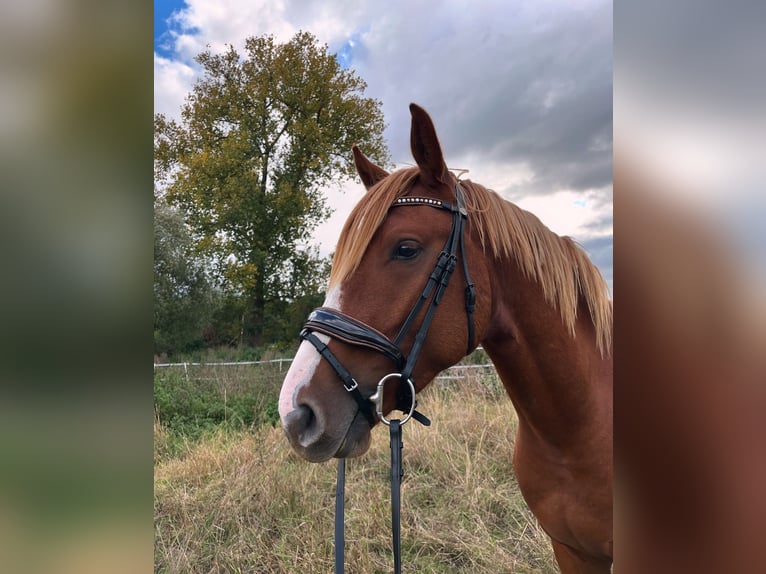 Deutsches Reitpony Mix Wallach 3 Jahre 157 cm Kann Schimmel werden in Neustadt/Dosse