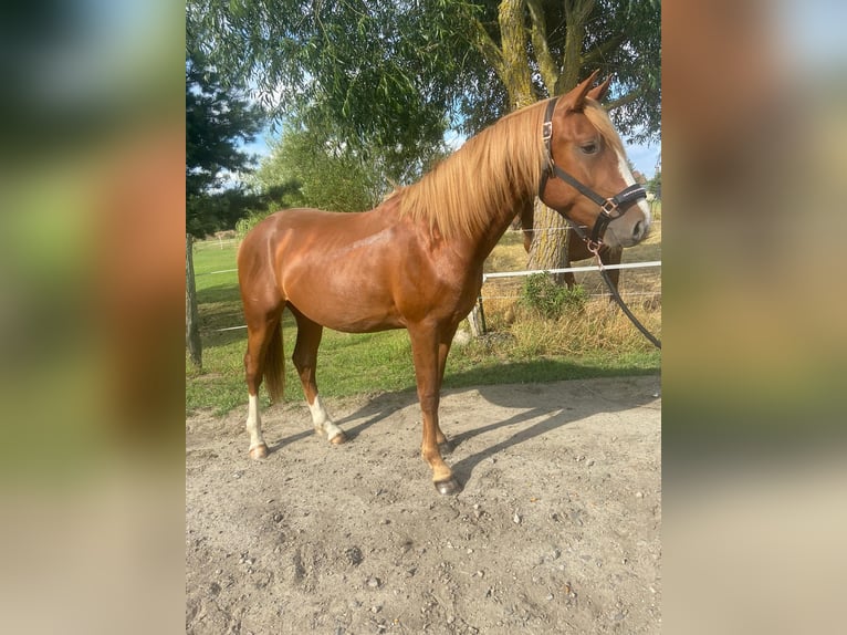Deutsches Reitpony Mix Wallach 3 Jahre 157 cm Kann Schimmel werden in Neustadt/Dosse
